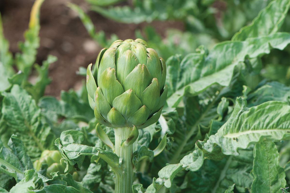 Imperial Star – Artichoke Seed